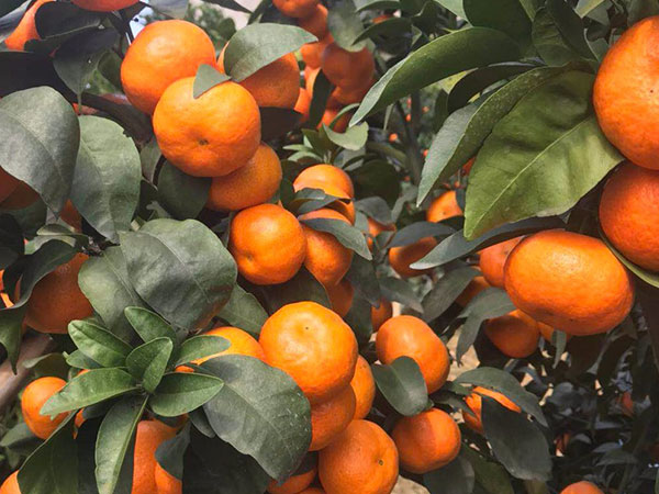 現(xiàn)代果業(yè)經(jīng)營規(guī)模和方式