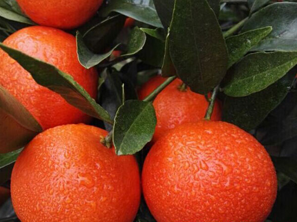 2017年柑橘九月份管理要點(diǎn)