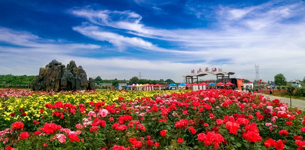 特大喜訊！距 湖南洞庭花海開園進入倒計時階段了