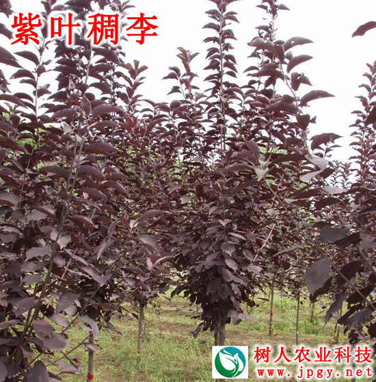 紫葉稠李