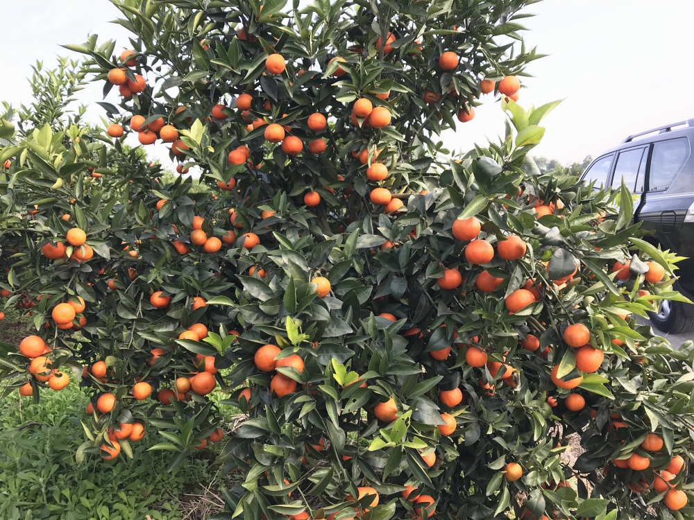 柑桔優(yōu)質(zhì)高產(chǎn)栽培技術