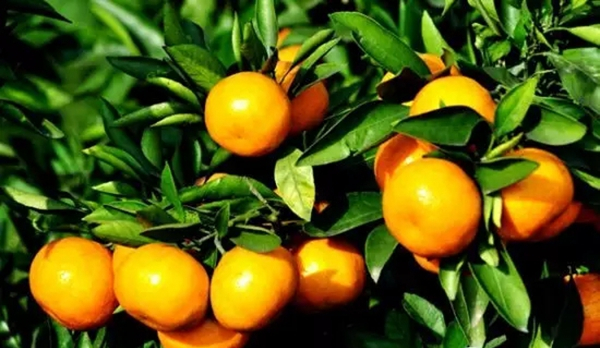 柑桔日灼病的發生與防治