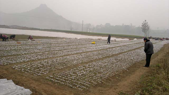 如何成功經(jīng)營好水果產(chǎn)業(yè)？