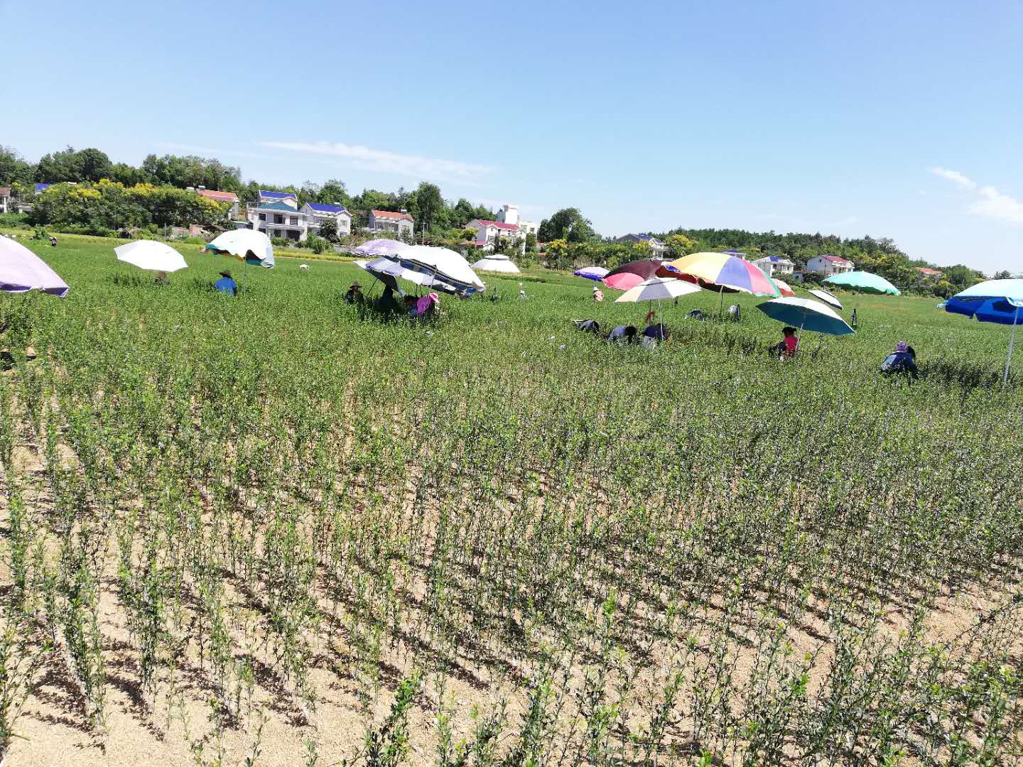 億霖木業搞“合作造林” 重慶狂騙6000萬