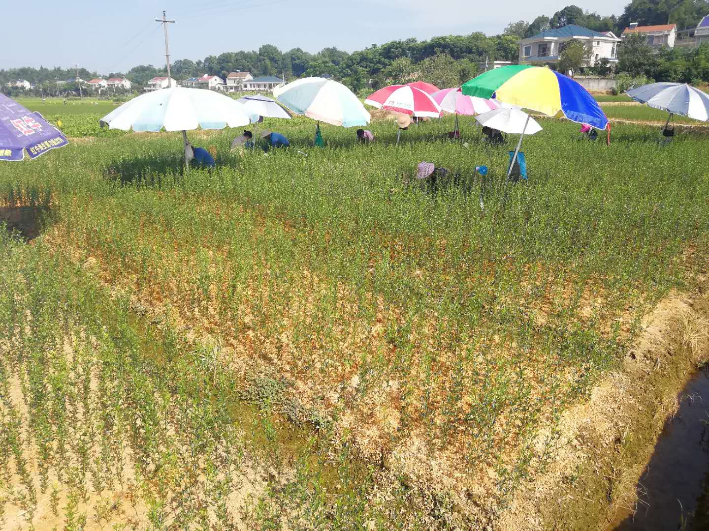 考生放棄本科讀專科 觀光農(nóng)業(yè)專業(yè)悄然走紅