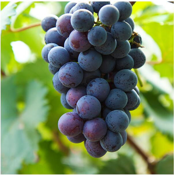 格瑞特借外腦打造葡萄產業