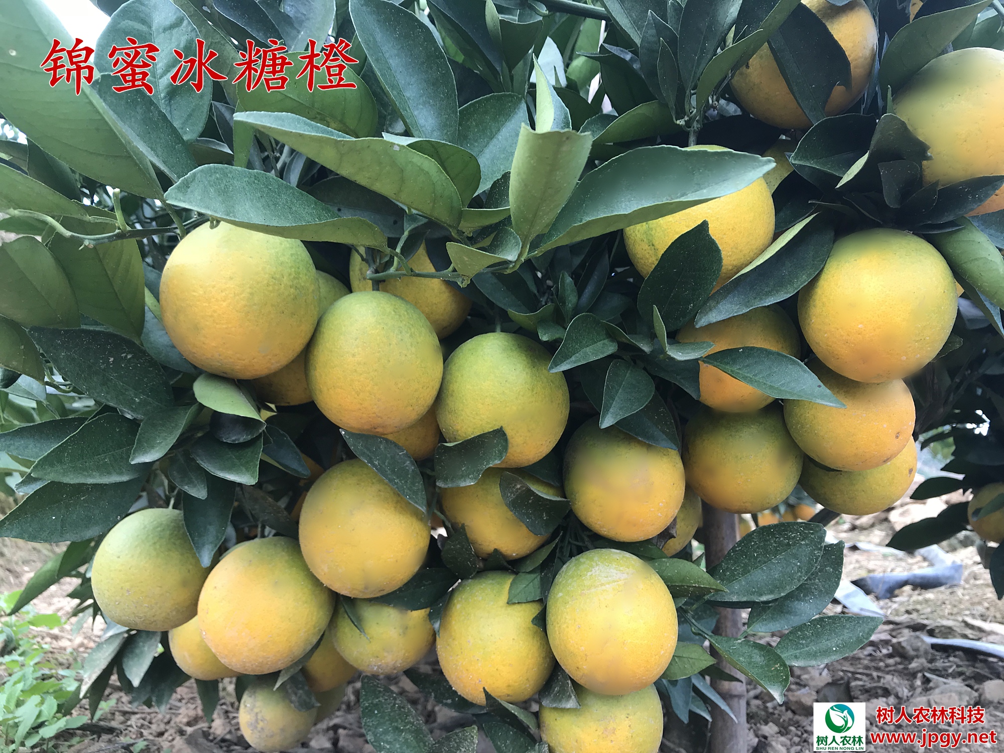 滿園碩果似錦，肉質(zhì)甘甜如蜜