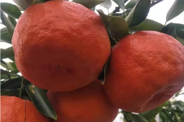 湖南樹人農林科技有限公司2020年春柑橘新優良種介紹