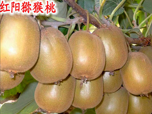 紅陽(yáng)獼猴桃