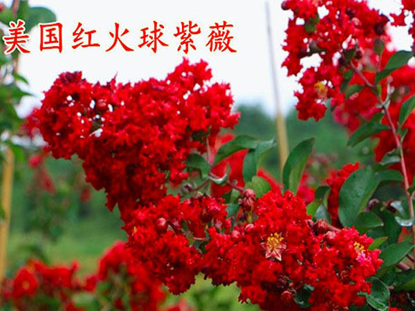 美國(guó)紅火球紫薇