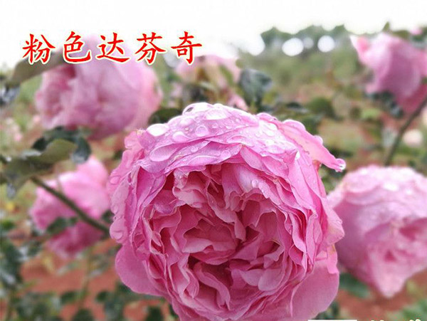 粉色達(dá)芬奇