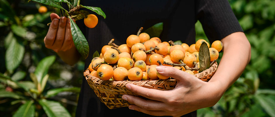 常綠果樹(shù)類(lèi)