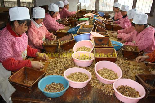 湖南樹人農林科技有限公司,湖南柑橘品種銷售,中國果樹網,常綠果樹類哪里好