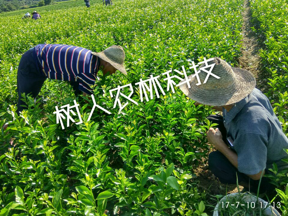 湖南樹人農(nóng)林科技有限公司,湖南柑橘品種銷售,中國(guó)果樹網(wǎng),常綠果樹類哪里好