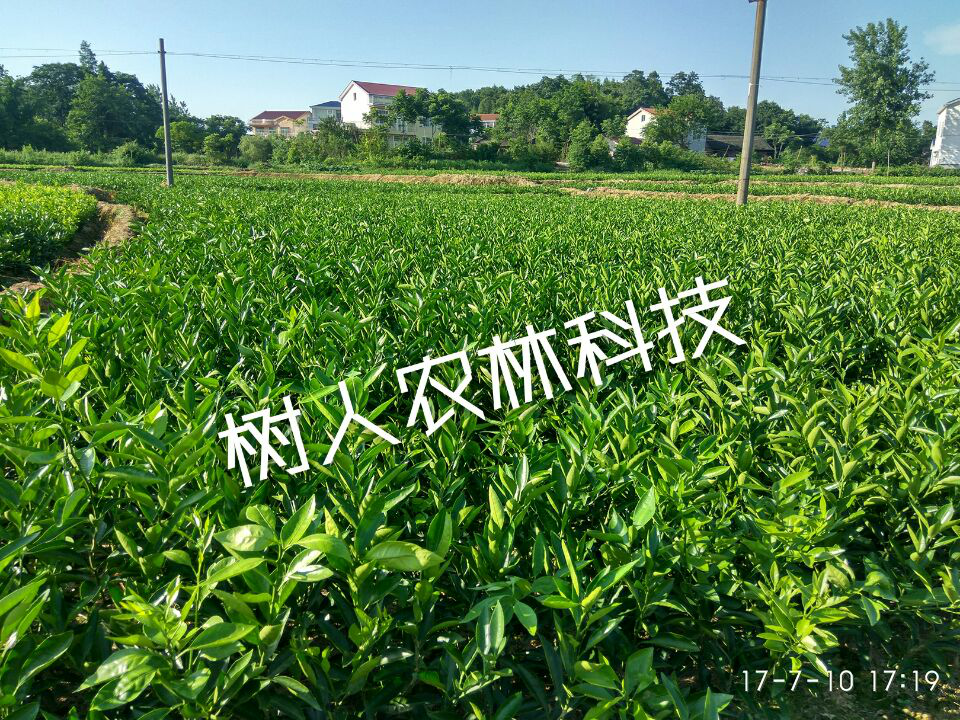 湖南樹人農(nóng)林科技有限公司,湖南柑橘品種銷售,中國(guó)果樹網(wǎng),常綠果樹類哪里好