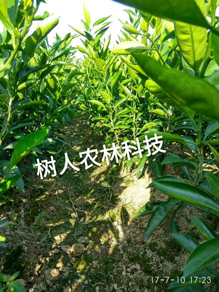 湖南樹人農(nóng)林科技有限公司,湖南柑橘品種銷售,中國(guó)果樹網(wǎng),常綠果樹類哪里好