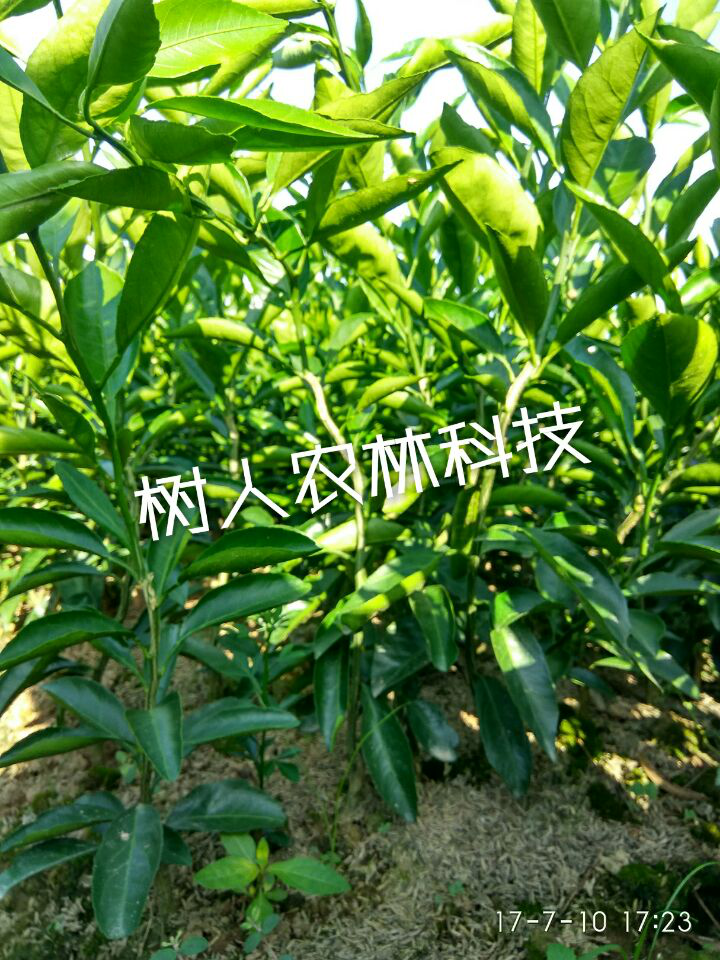 湖南樹人農(nóng)林科技有限公司,湖南柑橘品種銷售,中國(guó)果樹網(wǎng),常綠果樹類哪里好