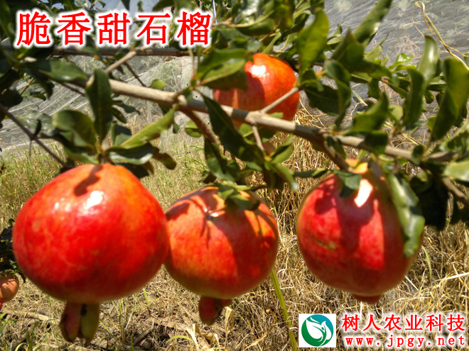 湖南樹人農(nóng)林科技有限公司,湖南柑橘品種銷售,中國果樹網(wǎng),常綠果樹類哪里好