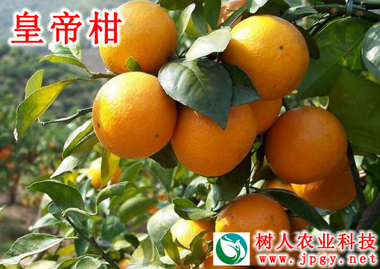 特種栽培技術(shù)