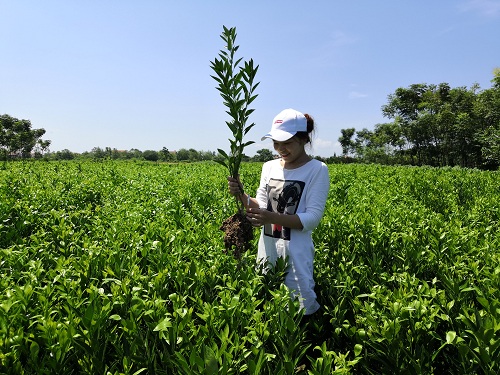 彩色油菜花的研究與開發推廣