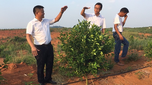 彩色油菜花的研究與開發推廣