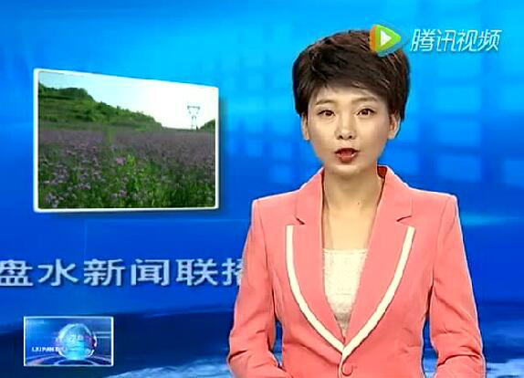 彩色油菜花的研究與開發推廣