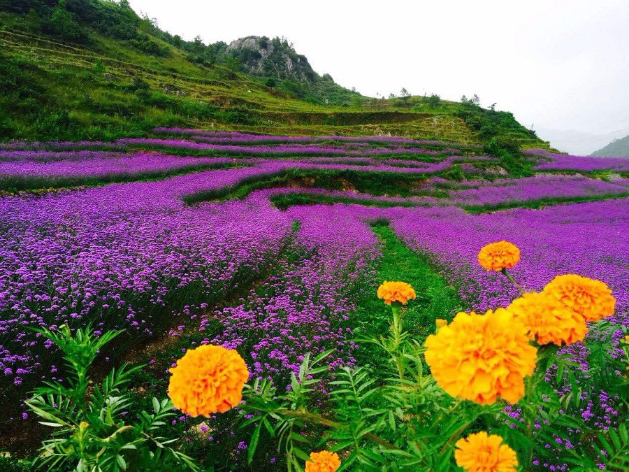 彩色油菜花的研究與開發推廣