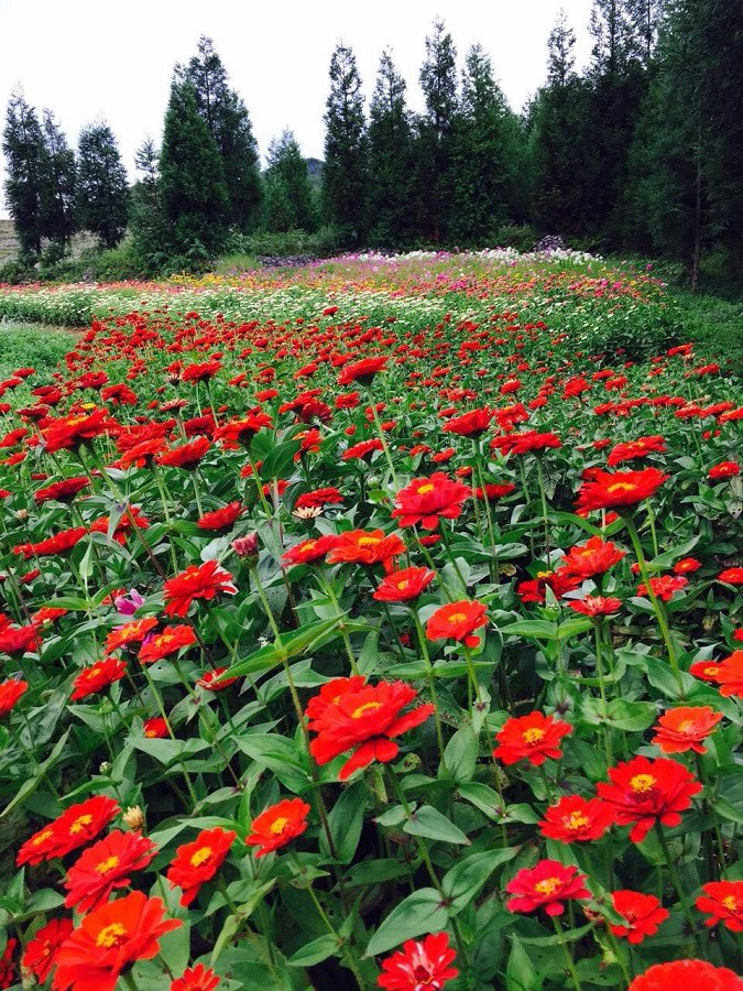 彩色油菜花的研究與開發推廣