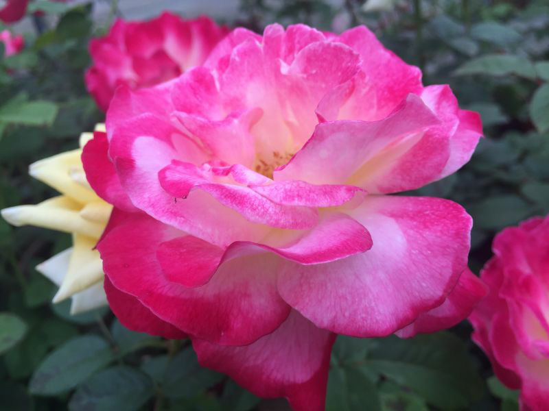 彩色油菜花的研究與開發推廣