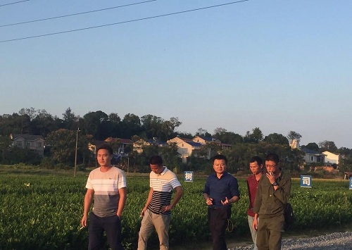 彩色油菜花的研究與開發推廣