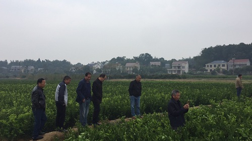 彩色油菜花的研究與開發推廣