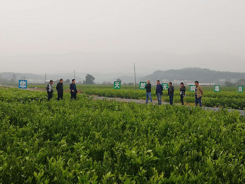 彩色油菜花的研究與開發推廣