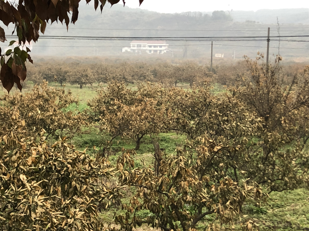 湖南樹人農林科技有限公司,湖南柑橘品種銷售,中國果樹網,常綠果樹類哪里好