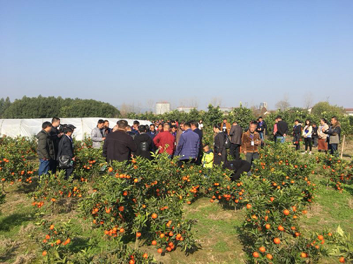 湖南樹人農(nóng)林科技有限公司,湖南柑橘品種銷售,中國果樹網(wǎng),常綠果樹類哪里好