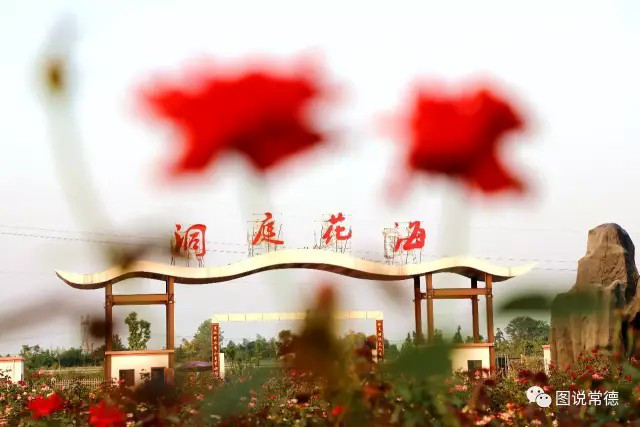 湖南樹人農林科技有限公司,湖南柑橘品種銷售,中國果樹網,常綠果樹類哪里好