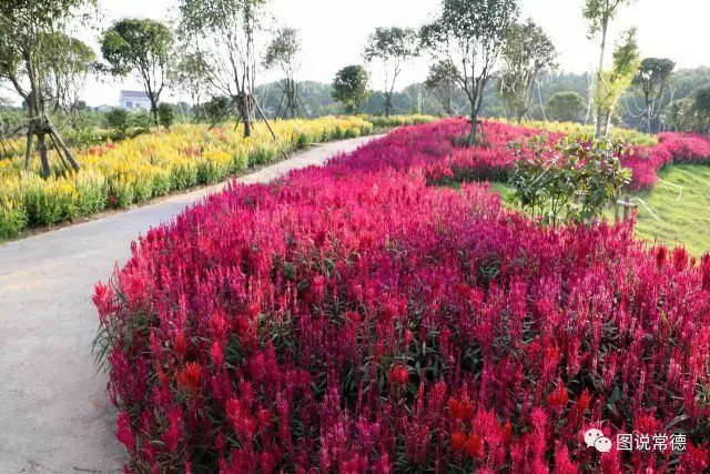 湖南樹人農林科技有限公司,湖南柑橘品種銷售,中國果樹網,常綠果樹類哪里好