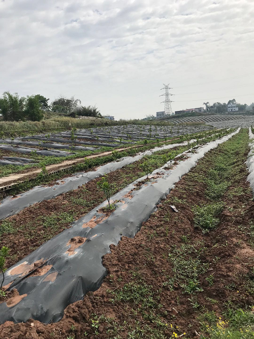 湖南樹人農林科技有限公司,湖南柑橘品種銷售,中國果樹網,常綠果樹類哪里好