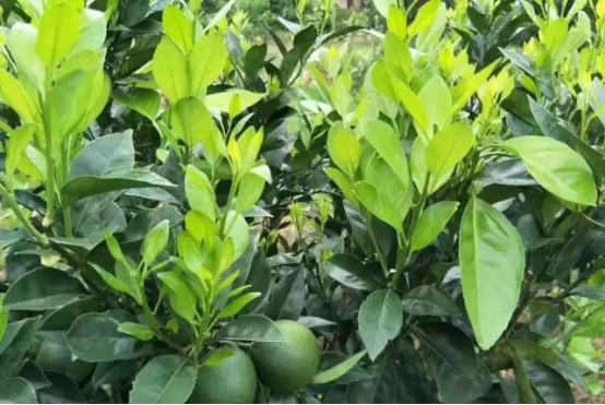 湖南樹人農林科技有限公司,湖南柑橘品種銷售,中國果樹網,常綠果樹類哪里好