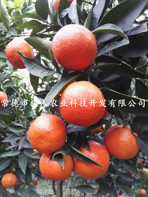 湖南樹(shù)人農(nóng)林科技有限公司,湖南柑橘品種銷售,中國(guó)果樹(shù)網(wǎng),常綠果樹(shù)類哪里好