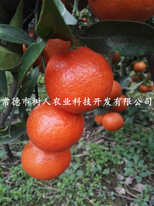 湖南樹(shù)人農(nóng)林科技有限公司,湖南柑橘品種銷售,中國(guó)果樹(shù)網(wǎng),常綠果樹(shù)類哪里好