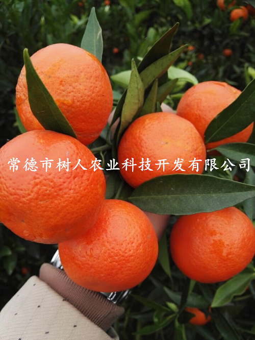 湖南樹(shù)人農(nóng)林科技有限公司,湖南柑橘品種銷售,中國(guó)果樹(shù)網(wǎng),常綠果樹(shù)類哪里好