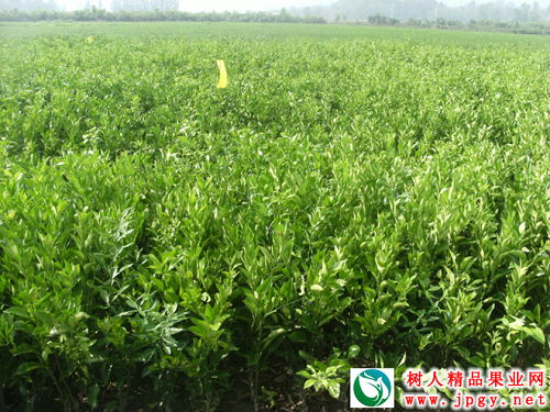 湖南樹(shù)人農(nóng)林科技有限公司,湖南柑橘品種銷售,中國(guó)果樹(shù)網(wǎng),常綠果樹(shù)類哪里好