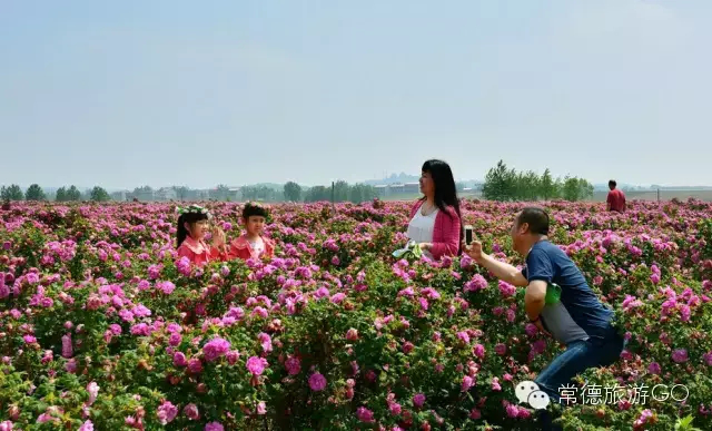 湖南樹人農(nóng)林科技有限公司,湖南柑橘品種銷售,中國果樹網(wǎng),常綠果樹類哪里好