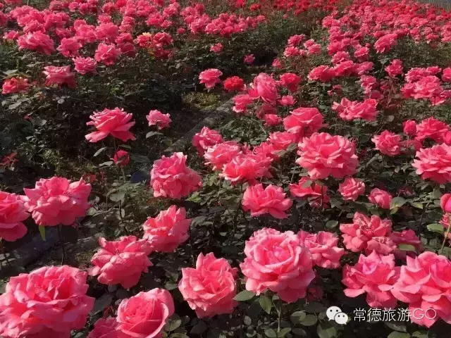 湖南樹人農(nóng)林科技有限公司,湖南柑橘品種銷售,中國果樹網(wǎng),常綠果樹類哪里好