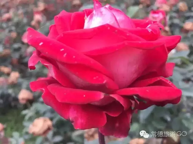 湖南樹人農(nóng)林科技有限公司,湖南柑橘品種銷售,中國果樹網(wǎng),常綠果樹類哪里好