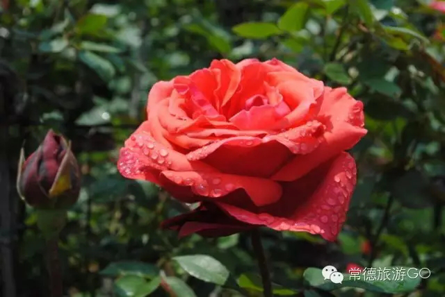 湖南樹人農(nóng)林科技有限公司,湖南柑橘品種銷售,中國果樹網(wǎng),常綠果樹類哪里好