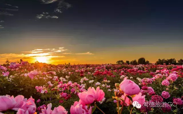 湖南樹人農(nóng)林科技有限公司,湖南柑橘品種銷售,中國果樹網(wǎng),常綠果樹類哪里好