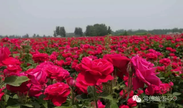 湖南樹人農(nóng)林科技有限公司,湖南柑橘品種銷售,中國果樹網(wǎng),常綠果樹類哪里好