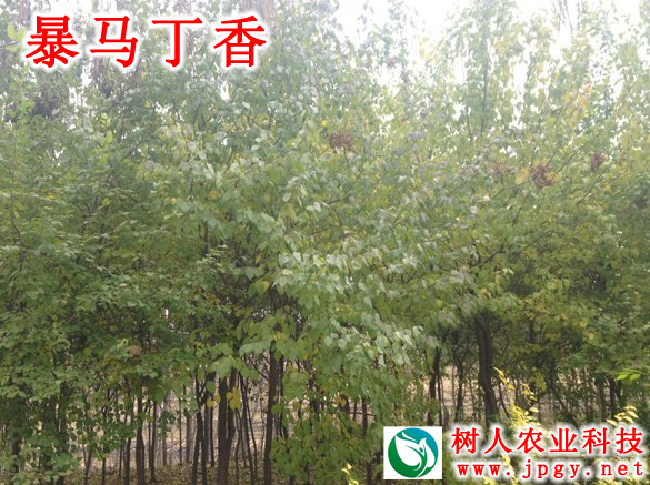 湖南樹人農林科技有限公司,湖南柑橘品種銷售,中國果樹網,常綠果樹類哪里好