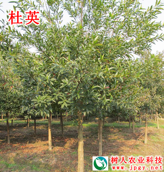 湖南樹(shù)人農(nóng)林科技有限公司,湖南柑橘品種銷(xiāo)售,中國(guó)果樹(shù)網(wǎng),常綠果樹(shù)類哪里好